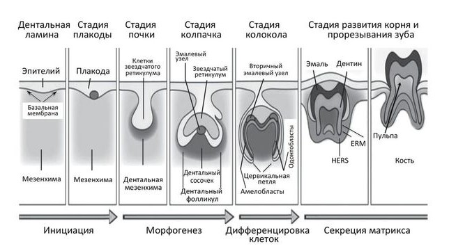 Зачем необходима герметизация фиссур зубов